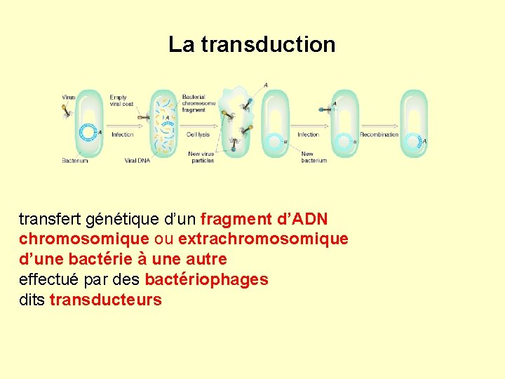 La transduction transfert génétique d’un fragment d’ADN chromosomique ou extrachromosomique d’une bactérie à une