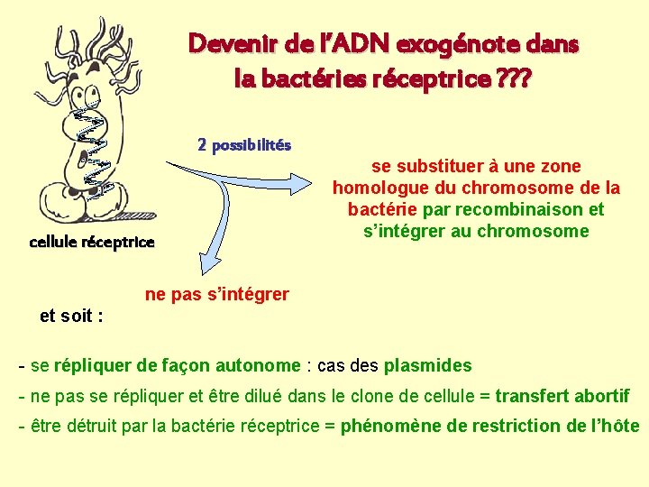 Devenir de l’ADN exogénote dans la bactéries réceptrice ? ? ? 2 possibilités cellule