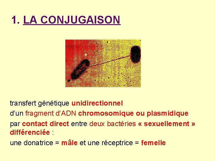 1. LA CONJUGAISON transfert génétique unidirectionnel d’un fragment d’ADN chromosomique ou plasmidique par contact