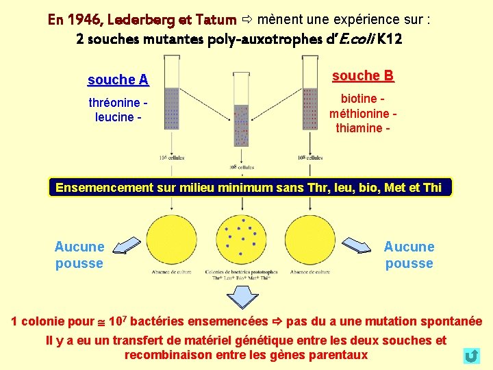 En 1946, Lederberg et Tatum mènent une expérience sur : 2 souches mutantes poly-auxotrophes