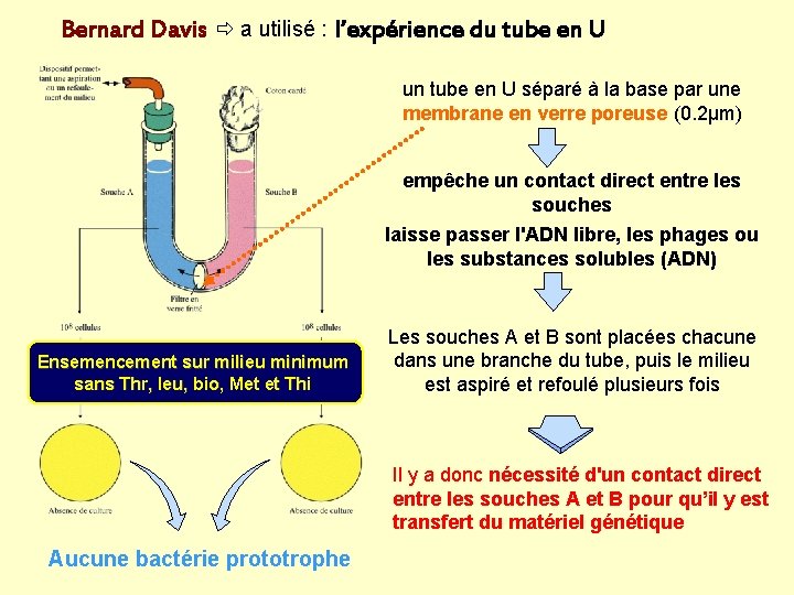 Bernard Davis a utilisé : l’expérience du tube en U un tube en U