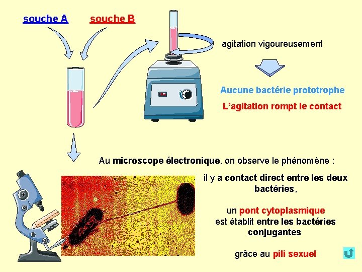 souche A souche B agitation vigoureusement Aucune bactérie prototrophe L’agitation rompt le contact Au