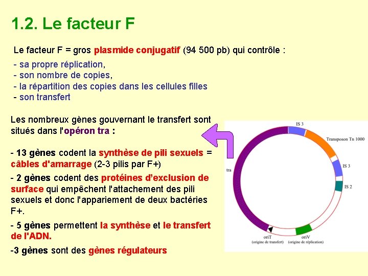 1. 2. Le facteur F = gros plasmide conjugatif (94 500 pb) qui contrôle