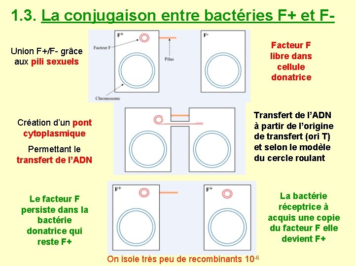 1. 3. La conjugaison entre bactéries F+ et FFacteur F libre dans cellule donatrice