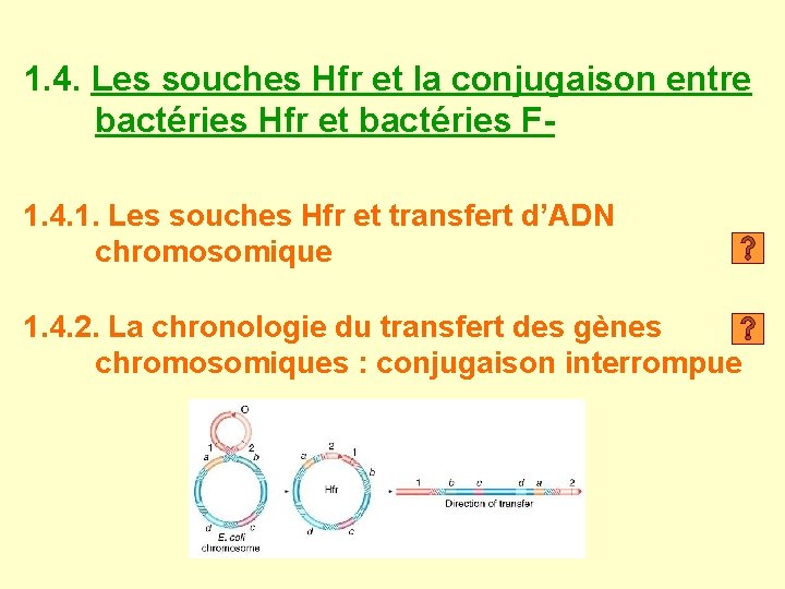 1. 4. Les souches Hfr et la conjugaison entre bactéries Hfr et bactéries F