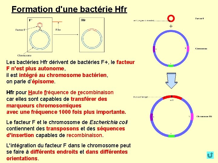 Formation d'une bactérie Hfr Les bactéries Hfr dérivent de bactéries F+, le facteur F