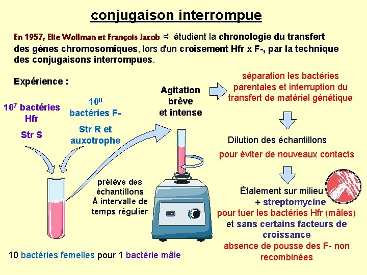 conjugaison interrompue En 1957, Elie Wollman et François Jacob étudient la chronologie du transfert