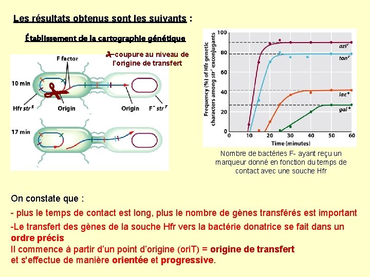  Les résultats obtenus sont les suivants : Établissement de la cartographie génétique coupure