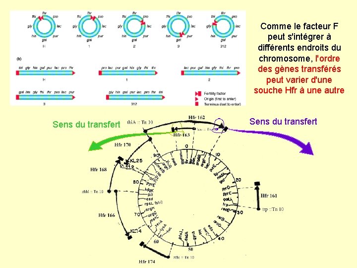 Comme le facteur F peut s'intégrer à différents endroits du chromosome, l'ordre des gènes