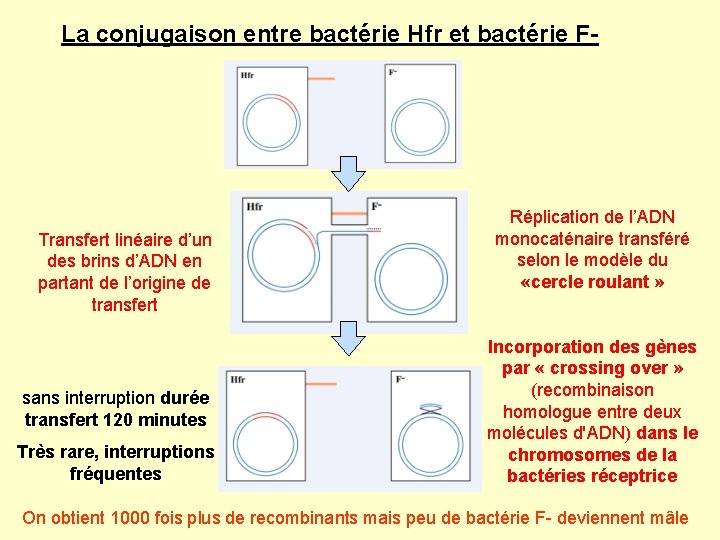 La conjugaison entre bactérie Hfr et bactérie F- Transfert linéaire d’un des brins d’ADN