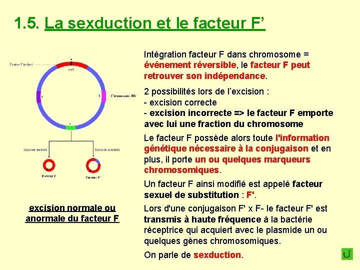 1. 5. La sexduction et le facteur F’ Intégration facteur F dans chromosome =