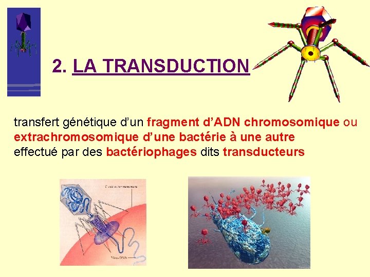 2. LA TRANSDUCTION transfert génétique d’un fragment d’ADN chromosomique ou extrachromosomique d’une bactérie à