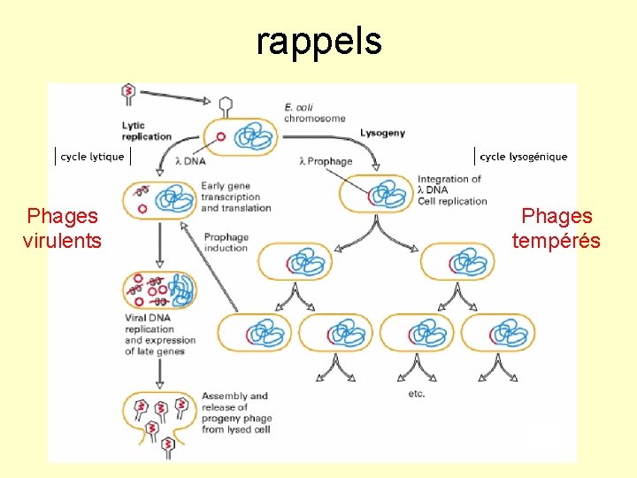 rappels Phages virulents Phages tempérés 