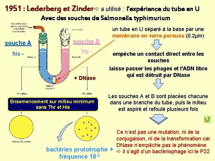 1951 : Lederberg et Zinder a utilisé : l’expérience du tube en U Avec