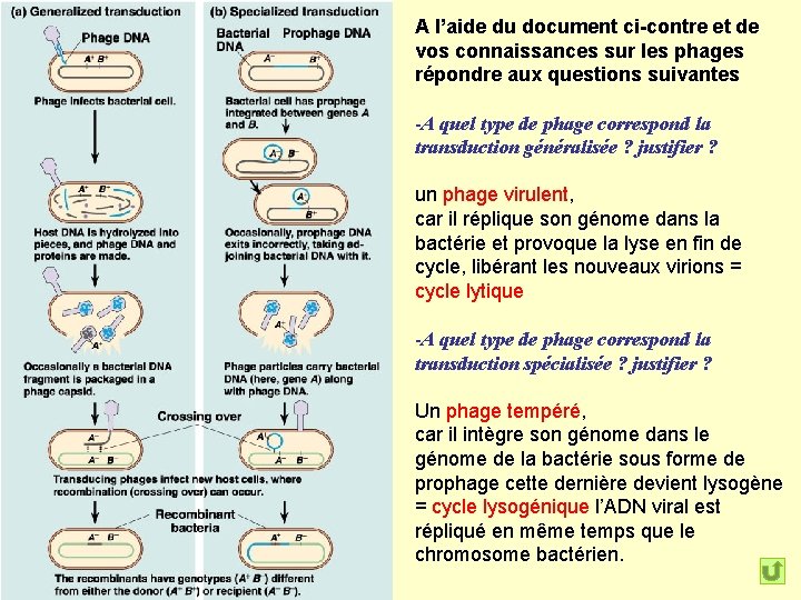 A l’aide du document ci-contre et de vos connaissances sur les phages répondre aux