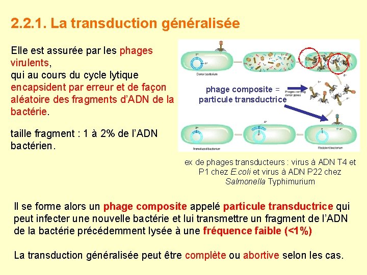 2. 2. 1. La transduction généralisée Elle est assurée par les phages virulents, qui