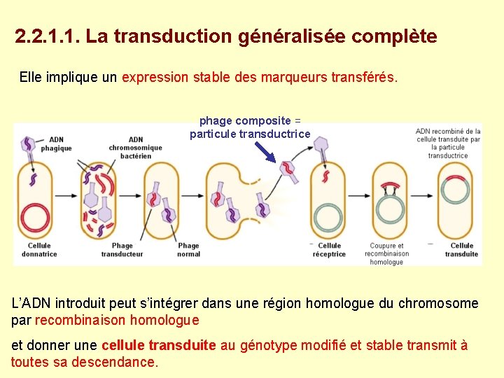 2. 2. 1. 1. La transduction généralisée complète Elle implique un expression stable des