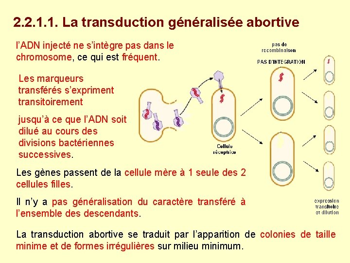 2. 2. 1. 1. La transduction généralisée abortive l’ADN injecté ne s’intègre pas dans