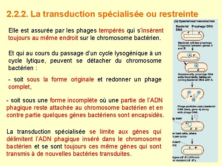 2. 2. 2. La transduction spécialisée ou restreinte Elle est assurée par les phages