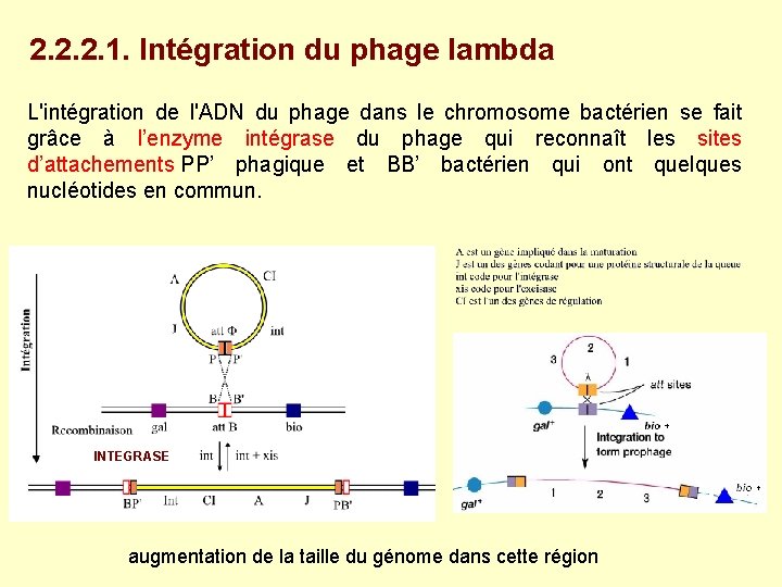 2. 2. 2. 1. Intégration du phage lambda L'intégration de l'ADN du phage dans