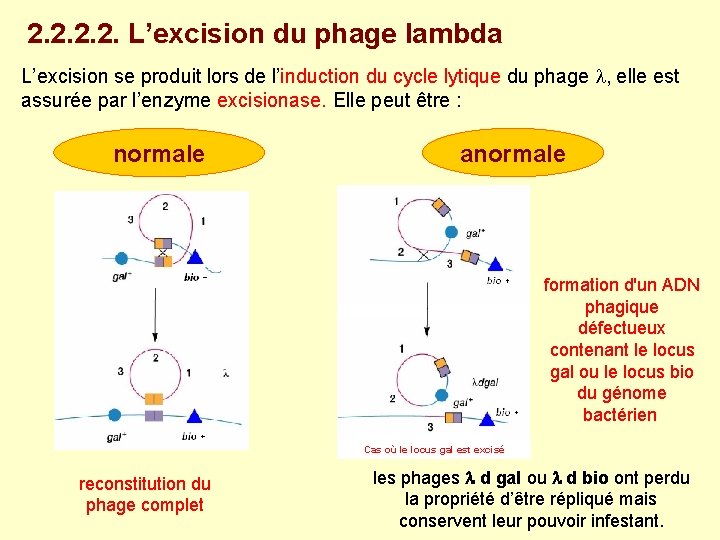 2. 2. L’excision du phage lambda L’excision se produit lors de l’induction du cycle