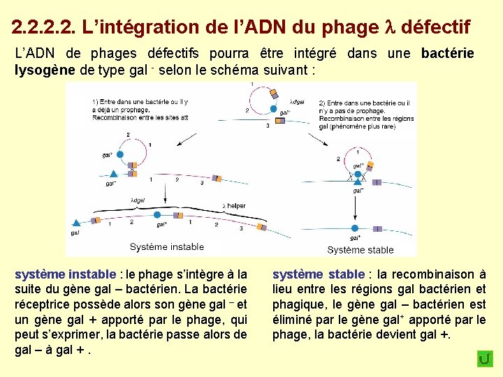 2. 2. L’intégration de l’ADN du phage défectif L’ADN de phages défectifs pourra être