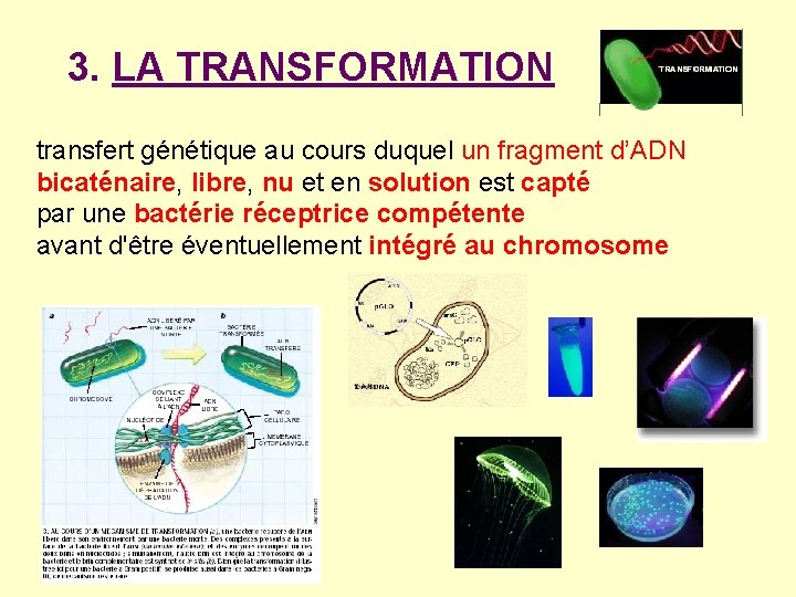 3. LA TRANSFORMATION transfert génétique au cours duquel un fragment d’ADN bicaténaire, libre, nu