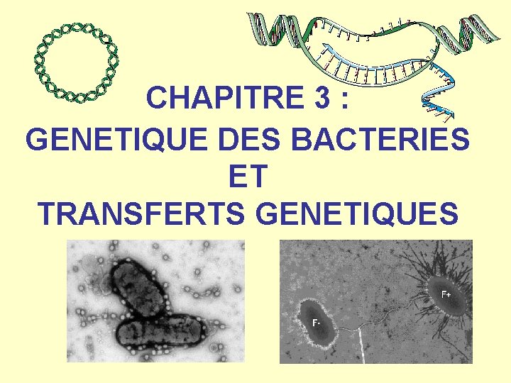 CHAPITRE 3 : GENETIQUE DES BACTERIES ET TRANSFERTS GENETIQUES 