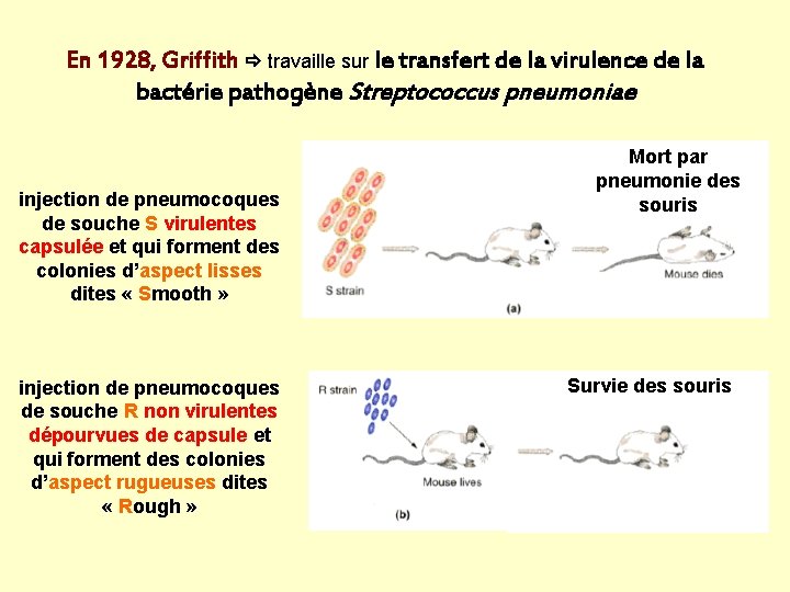 En 1928, Griffith travaille sur le transfert de la virulence de la bactérie pathogène