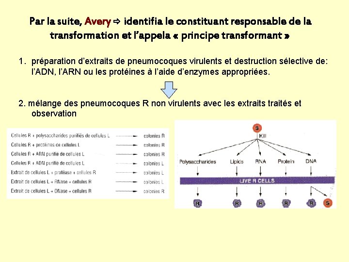 Par la suite, Avery identifia le constituant responsable de la transformation et l’appela «