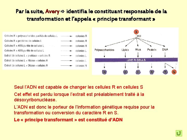 Par la suite, Avery identifia le constituant responsable de la transformation et l’appela «