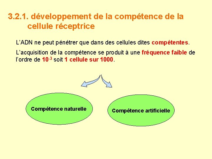 3. 2. 1. développement de la compétence de la cellule réceptrice L’ADN ne peut
