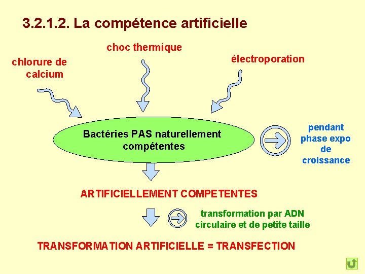 3. 2. 1. 2. La compétence artificielle choc thermique électroporation chlorure de calcium Bactéries