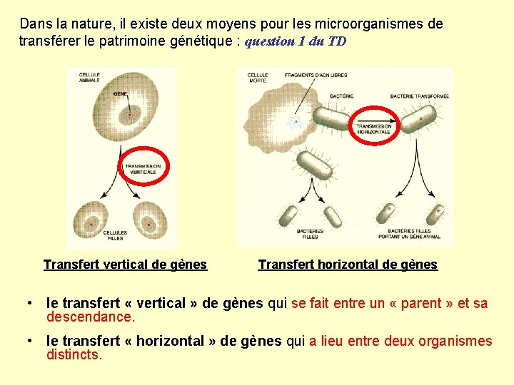 Dans la nature, il existe deux moyens pour les microorganismes de transférer le patrimoine