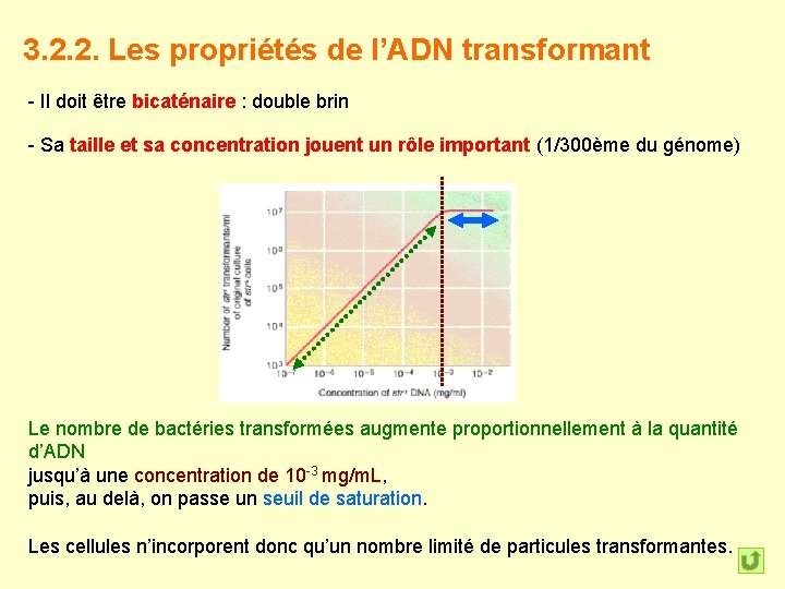 3. 2. 2. Les propriétés de l’ADN transformant - Il doit être bicaténaire :