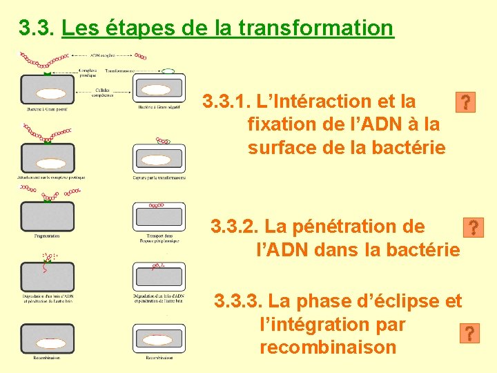 3. 3. Les étapes de la transformation 3. 3. 1. L’Intéraction et la fixation