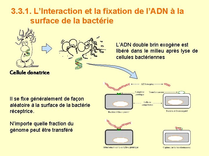 3. 3. 1. L’Interaction et la fixation de l’ADN à la surface de la