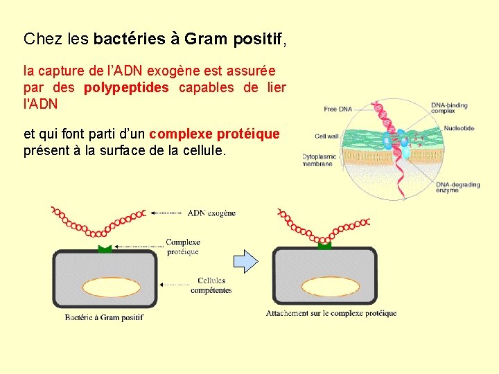 Chez les bactéries à Gram positif, la capture de l’ADN exogène est assurée par