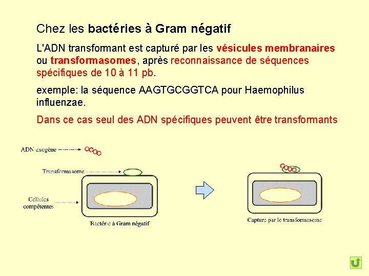 Chez les bactéries à Gram négatif L'ADN transformant est capturé par les vésicules membranaires