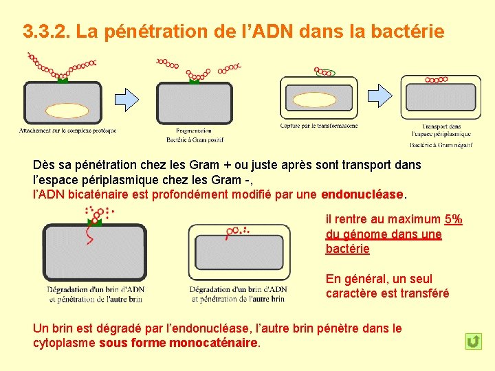 3. 3. 2. La pénétration de l’ADN dans la bactérie Dès sa pénétration chez