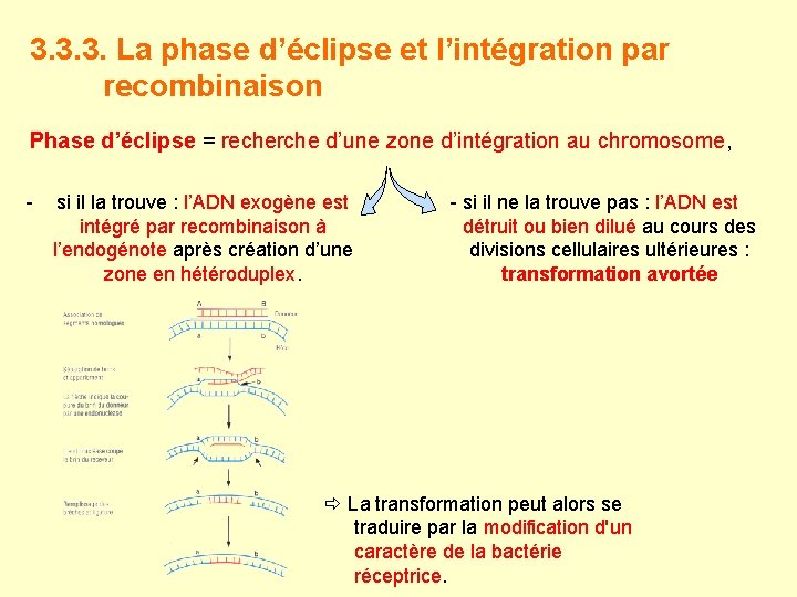 3. 3. 3. La phase d’éclipse et l’intégration par recombinaison Phase d’éclipse = recherche