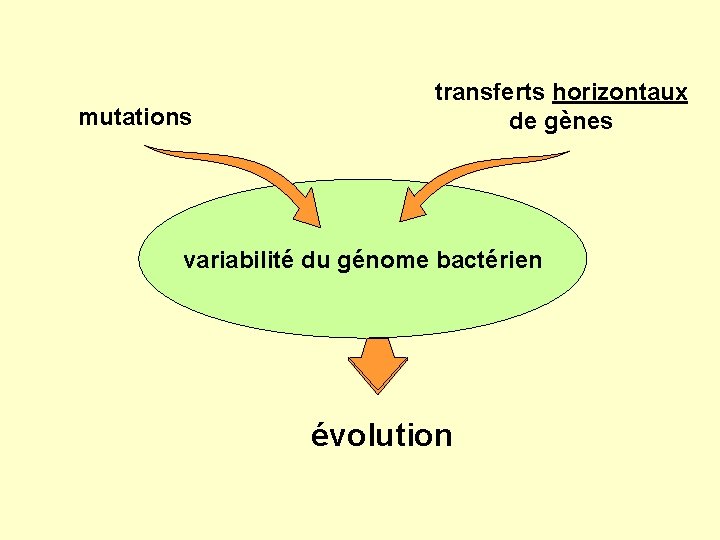 mutations transferts horizontaux de gènes variabilité du génome bactérien évolution 