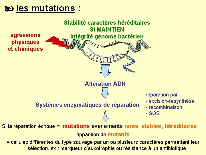  les mutations : agressions physiques et chimiques Stabilité caractères héréditaires SI MAINTIEN Intégrité