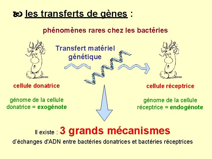  les transferts de gènes : phénomènes rares chez les bactéries Transfert matériel génétique