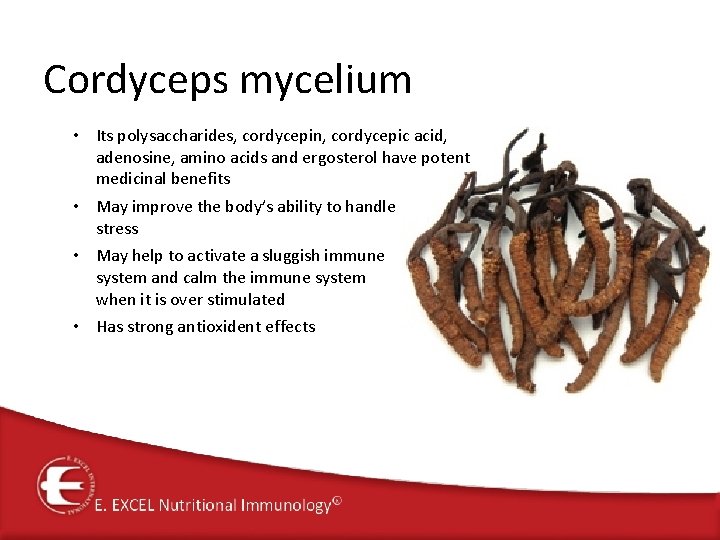 Cordyceps mycelium • Its polysaccharides, cordycepin, cordycepic acid, adenosine, amino acids and ergosterol have