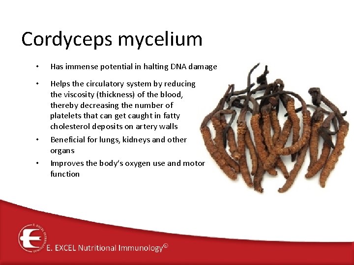 Cordyceps mycelium • Has immense potential in halting DNA damage • Helps the circulatory