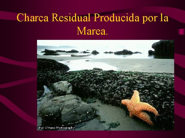 Charca Residual Producida por la Marea. 