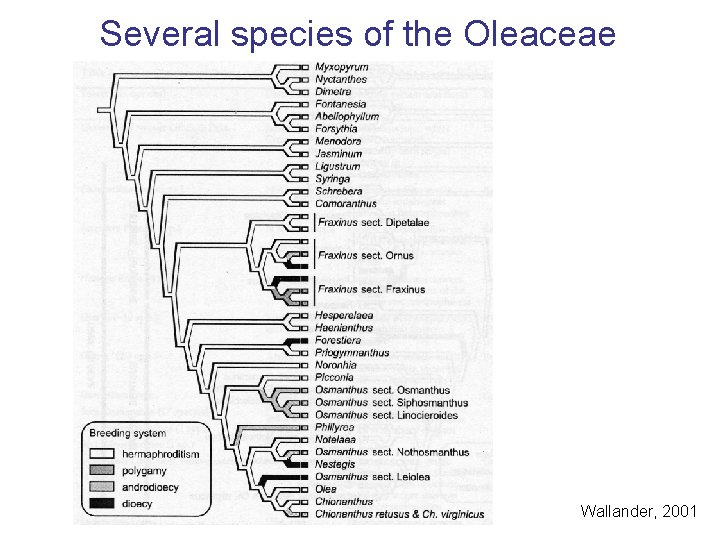 Several species of the Oleaceae Wallander, 2001 