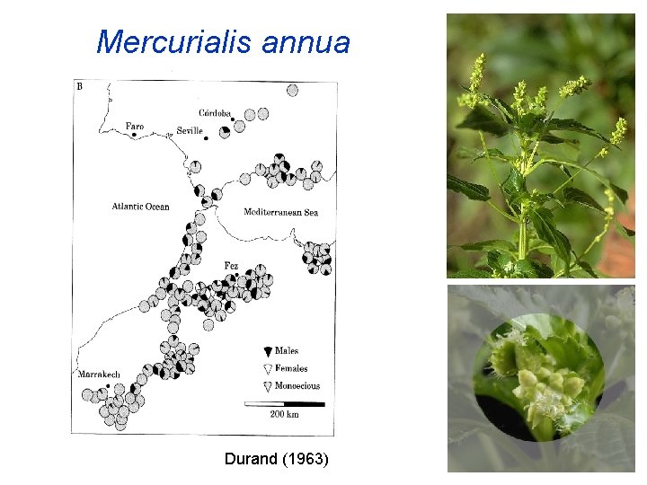 Mercurialis annua Durand (1963) 