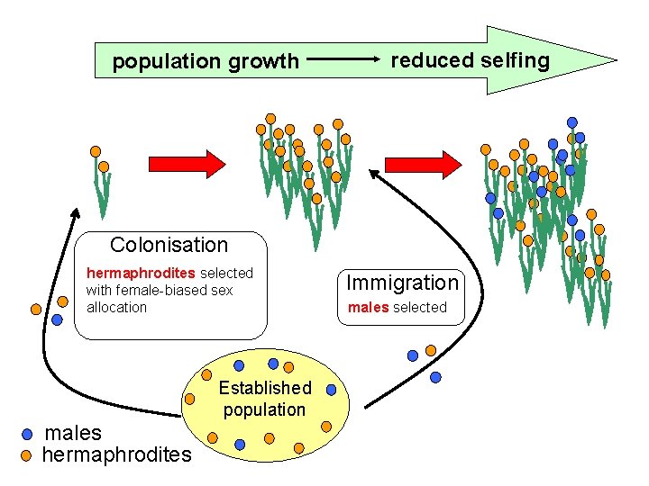 population growth reduced selfing Colonisation hermaphrodites selected with female-biased sex allocation Established population males